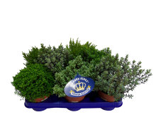 Hebe mix 11 cm potte